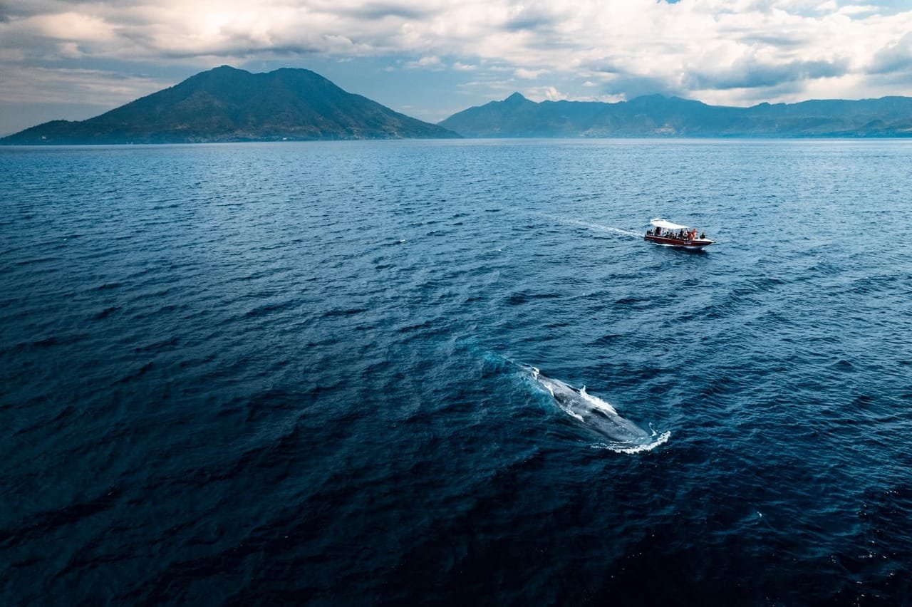 Blue whale surfacing in the Savu Sea