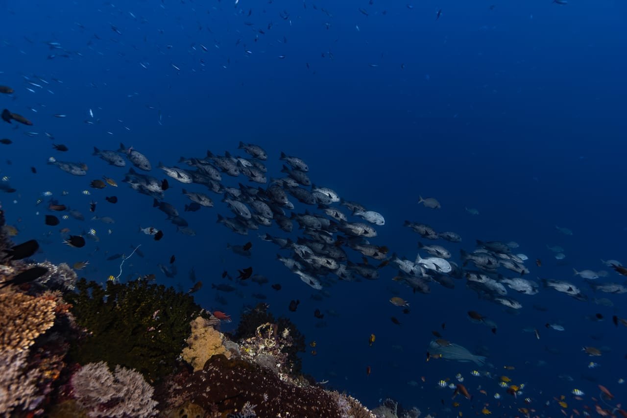 A school of midnight snapper cruising above a healthy reef in the Pantar Strait