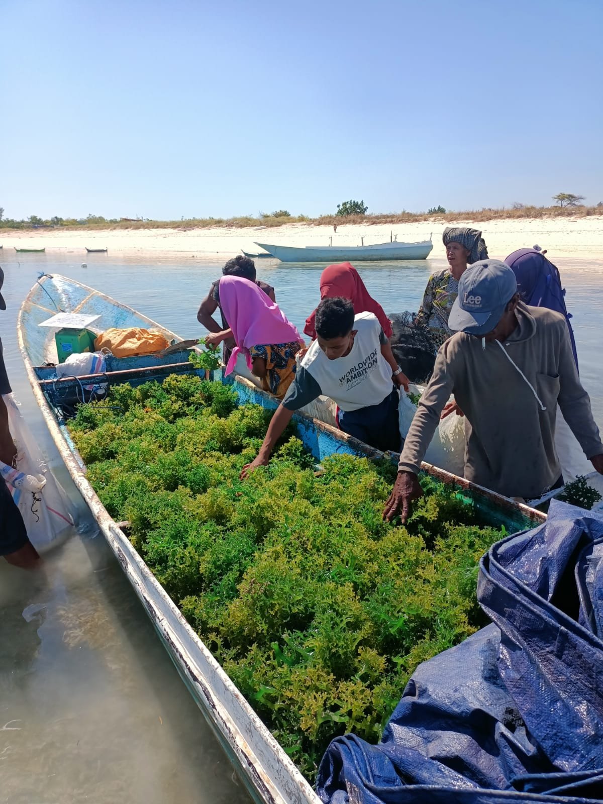 A group of seaweed farmers sorting freshly harvested seaweed on a wooden boat in the shallows