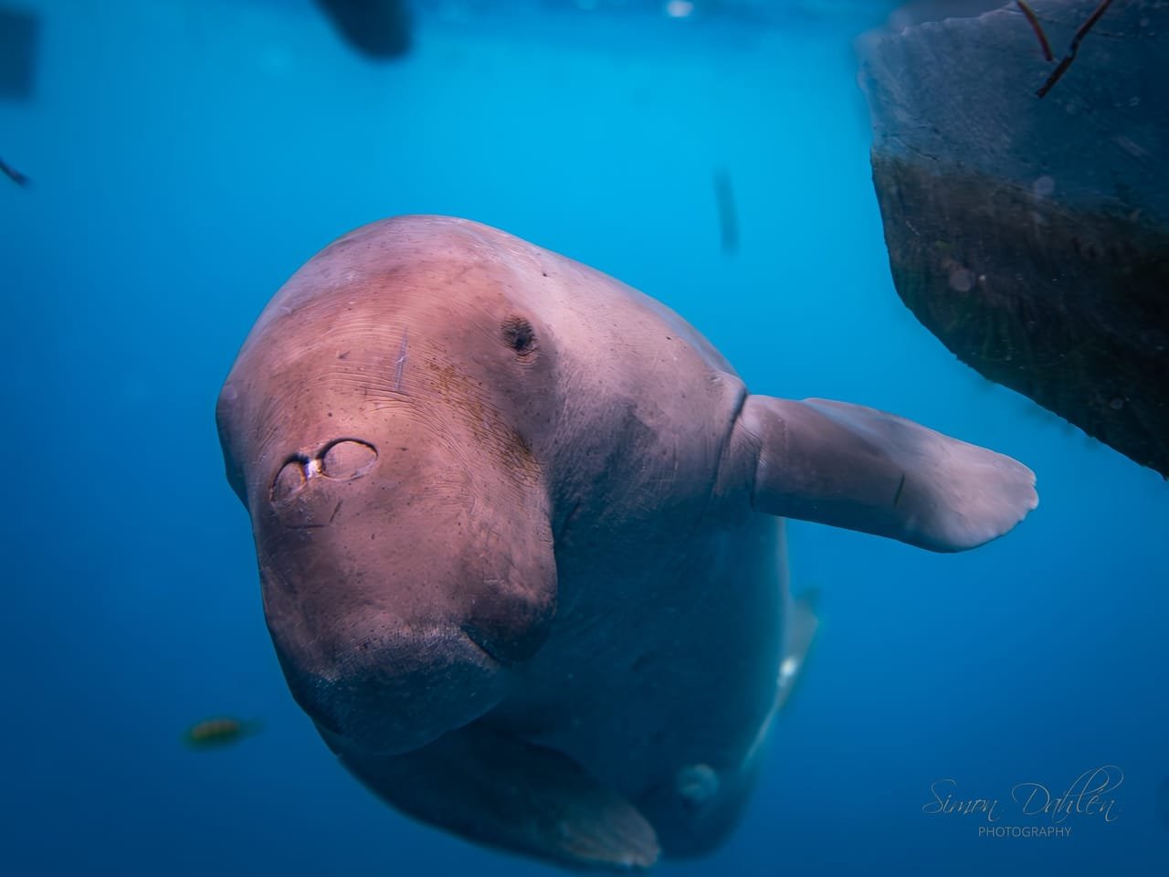 Mawar the Dugong