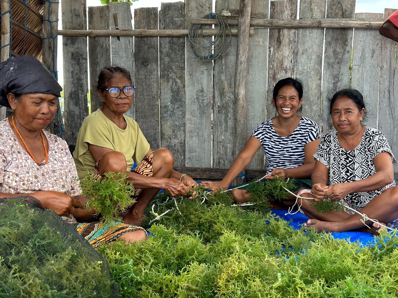 Seaweed farmers tending their lines in Nusa Tenggara Timur