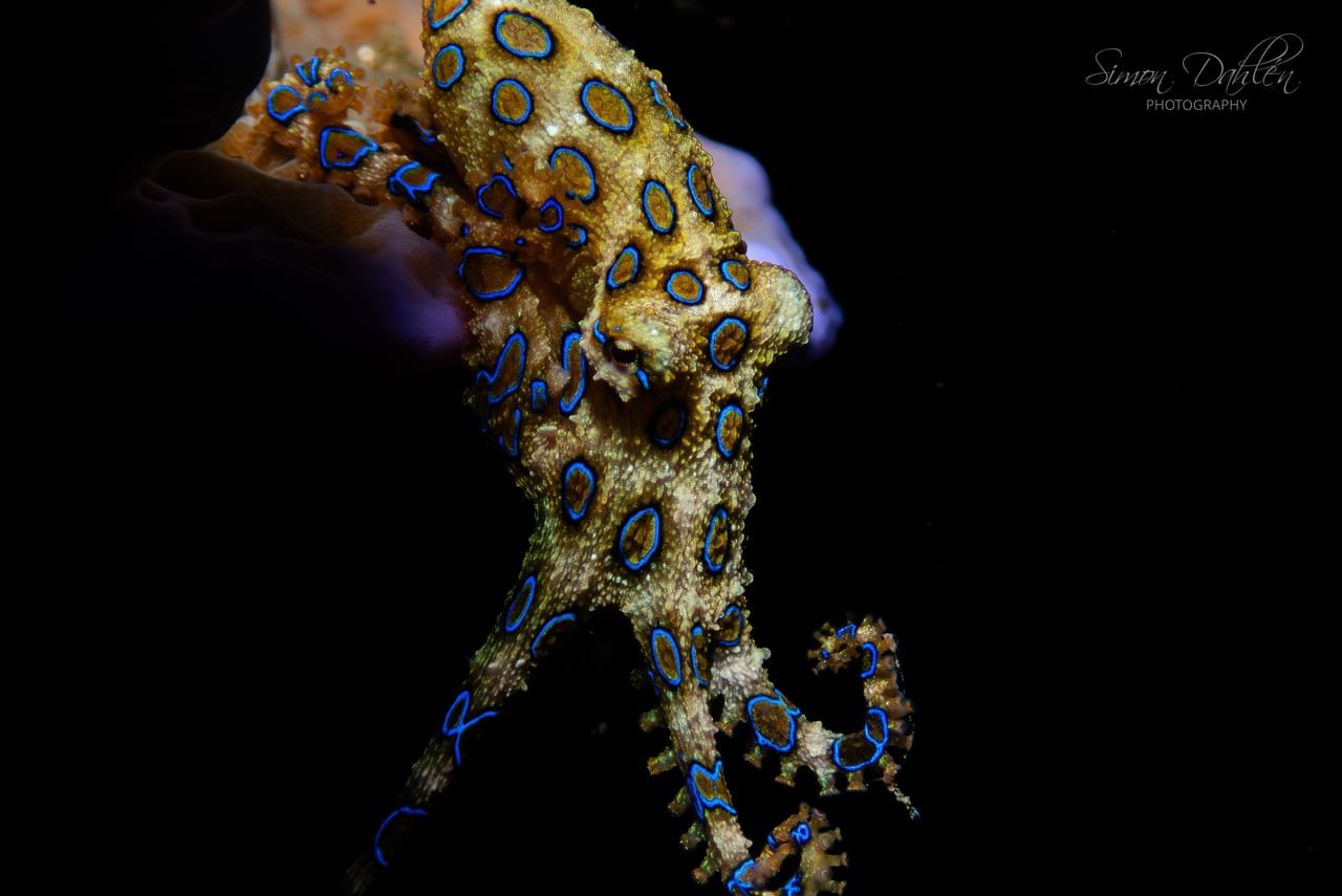 Blue Ring Octopus