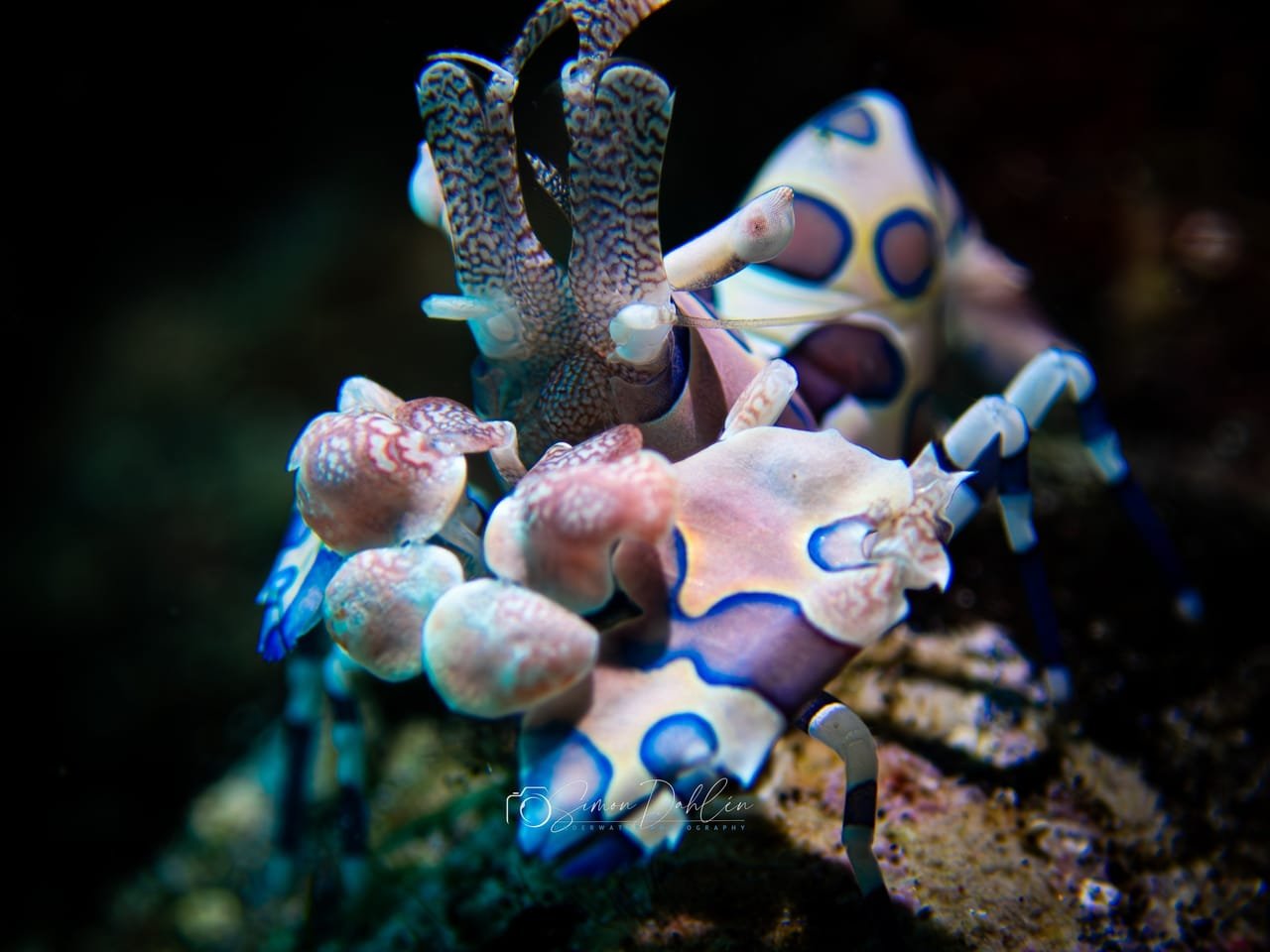 Harlequin Shrimp