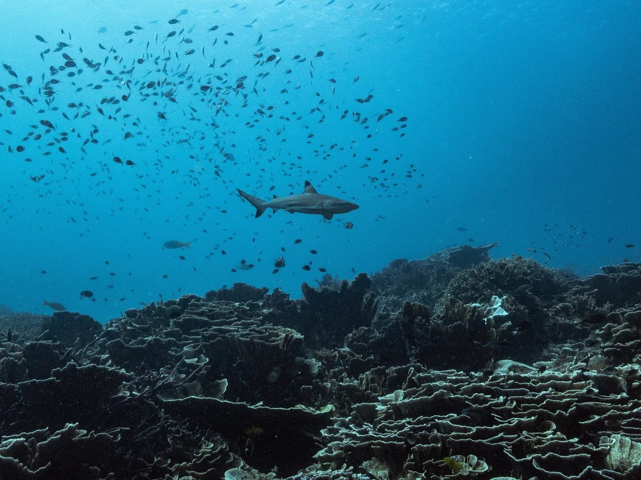 Healthy Reefs