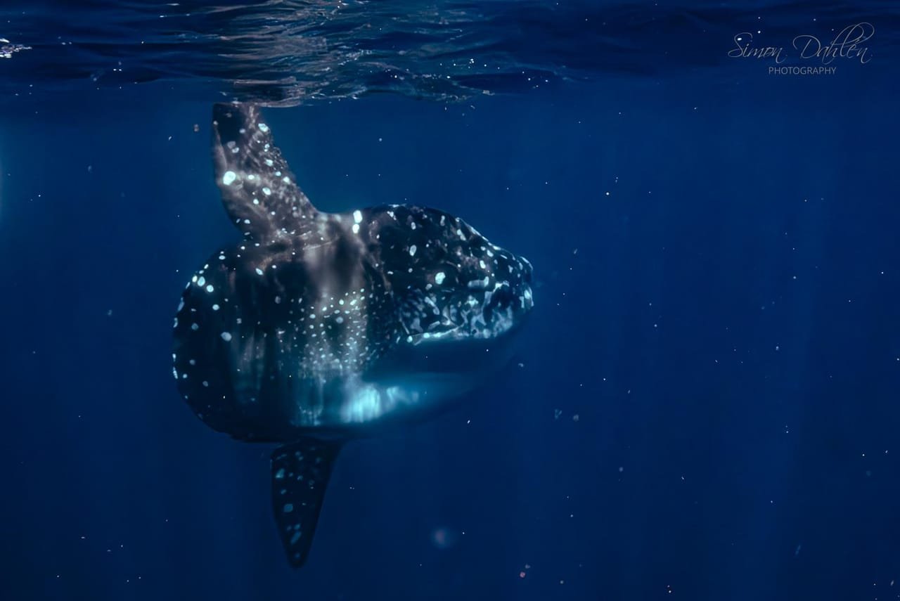Mola Mola