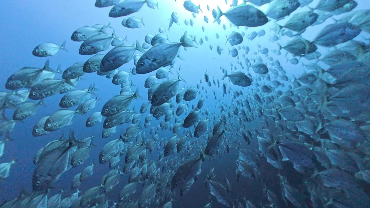 Schools of Fish