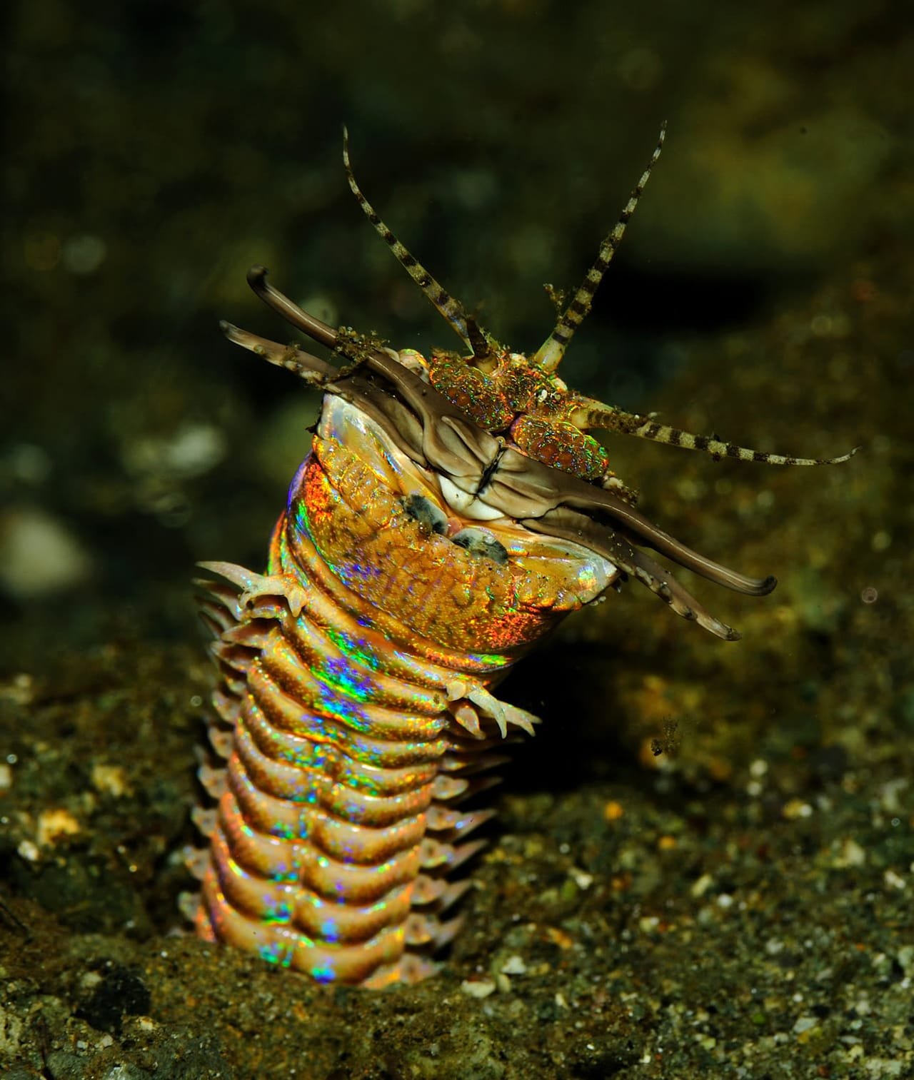 Bobbit Worm — Eunice aphroditois