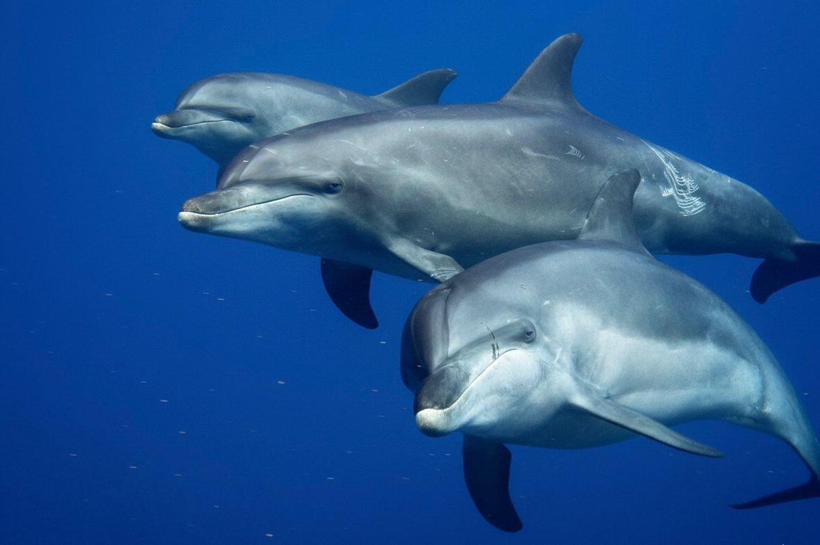 Bottlenose Dolphins — Tursiops aduncus