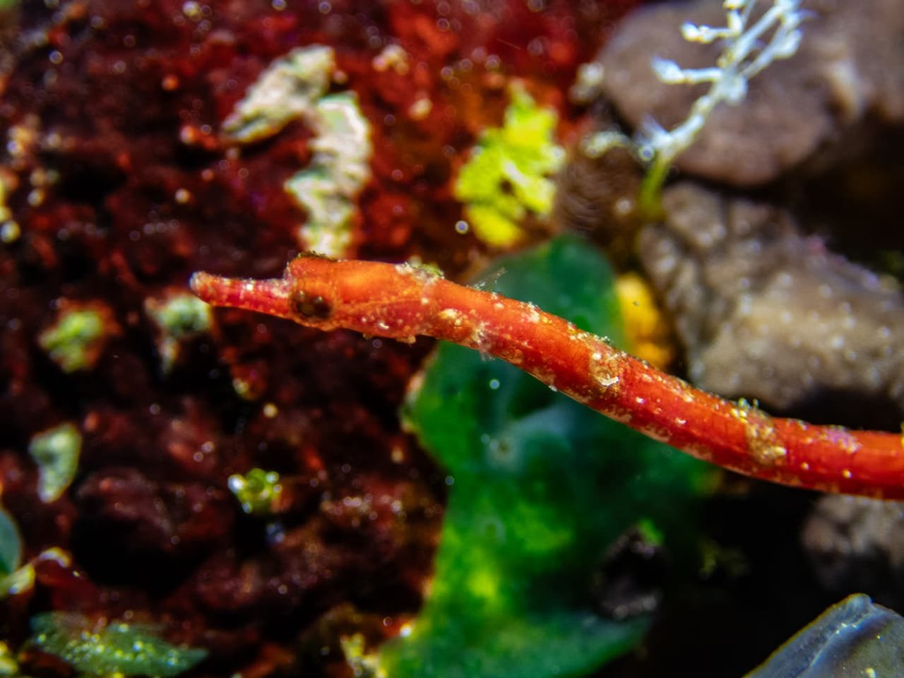 Brock's Pipefish — Halicampus brocki