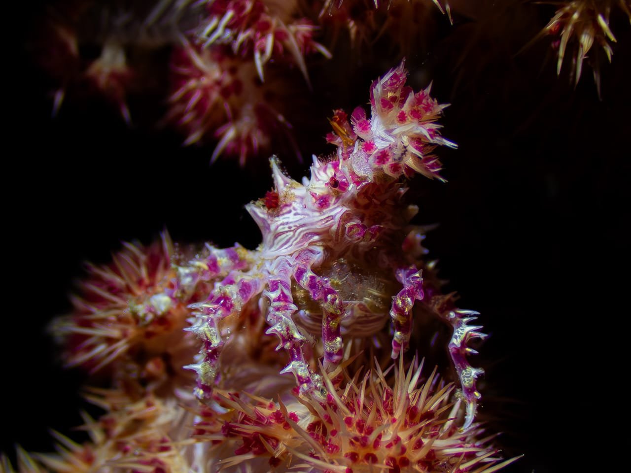 Candy Crab — Hoplophrys oatesi