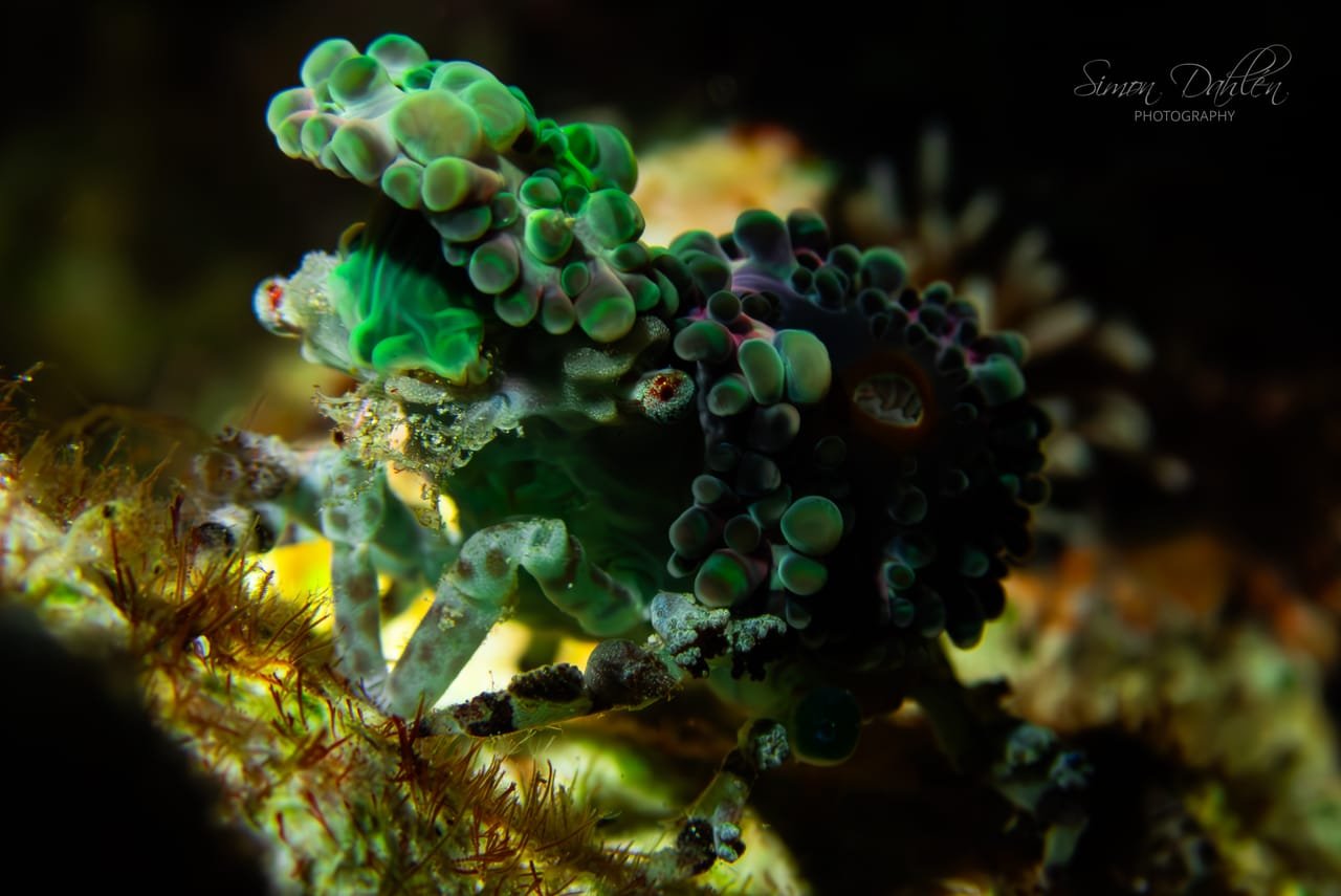 Decorator Crab — Camposcia retusa