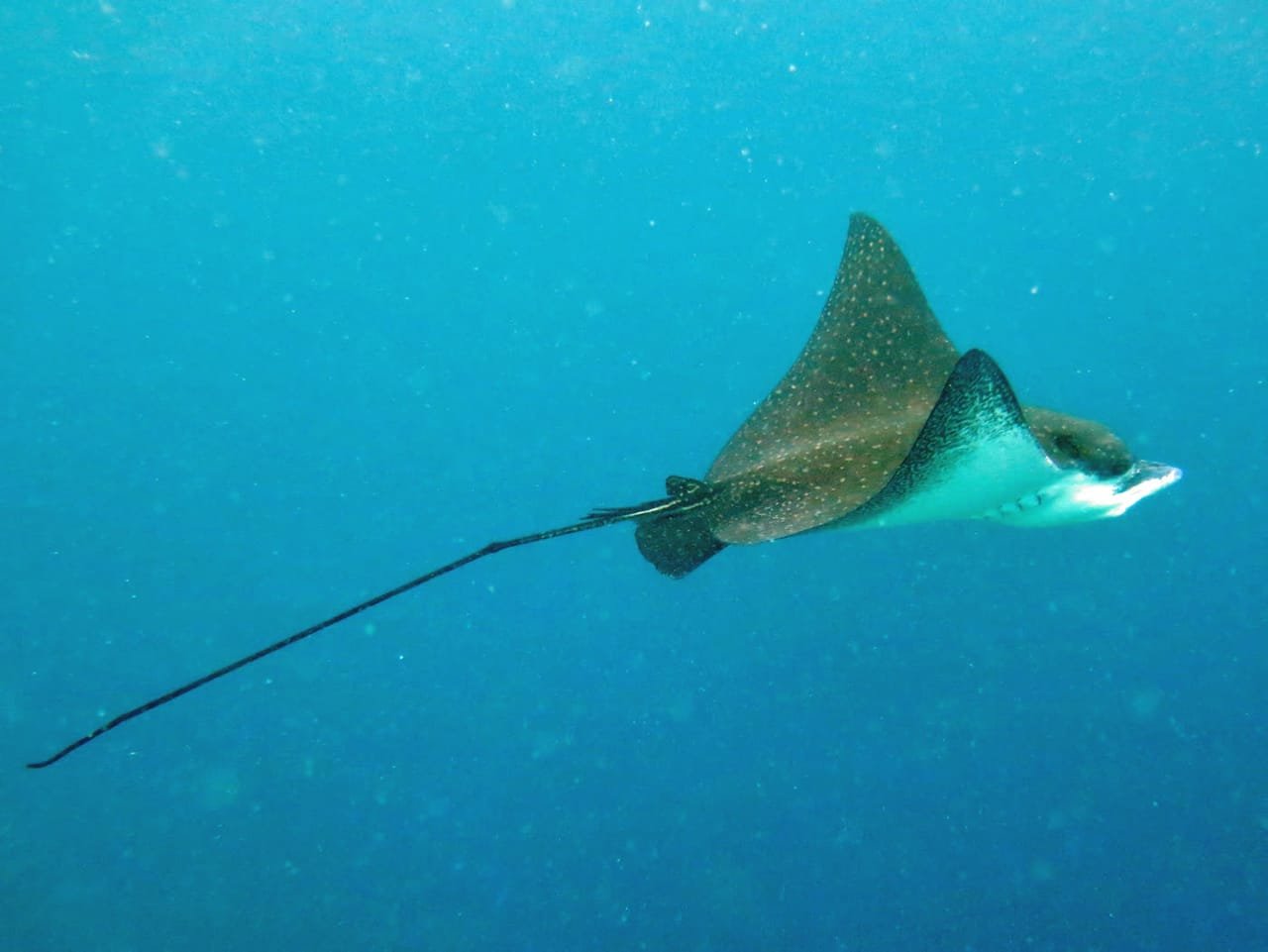 Eagle Rays — Aetobatus ocellatus