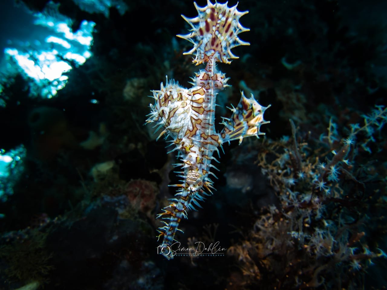 Ghost Pipefish — Solenostomus paradoxus & cyanopterus