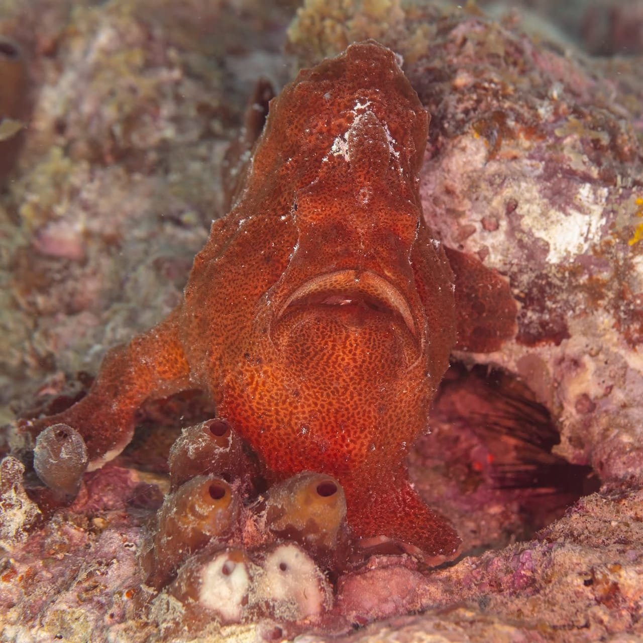 Giant Frogfish — Antennarius commerson
