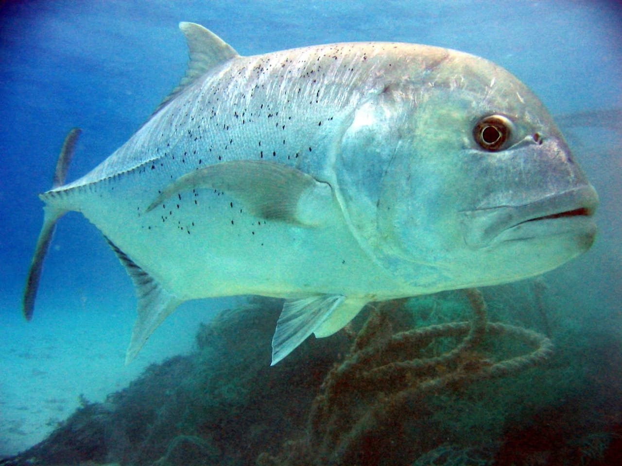 Giant Trevally (GTs) — Caranx ignobilis