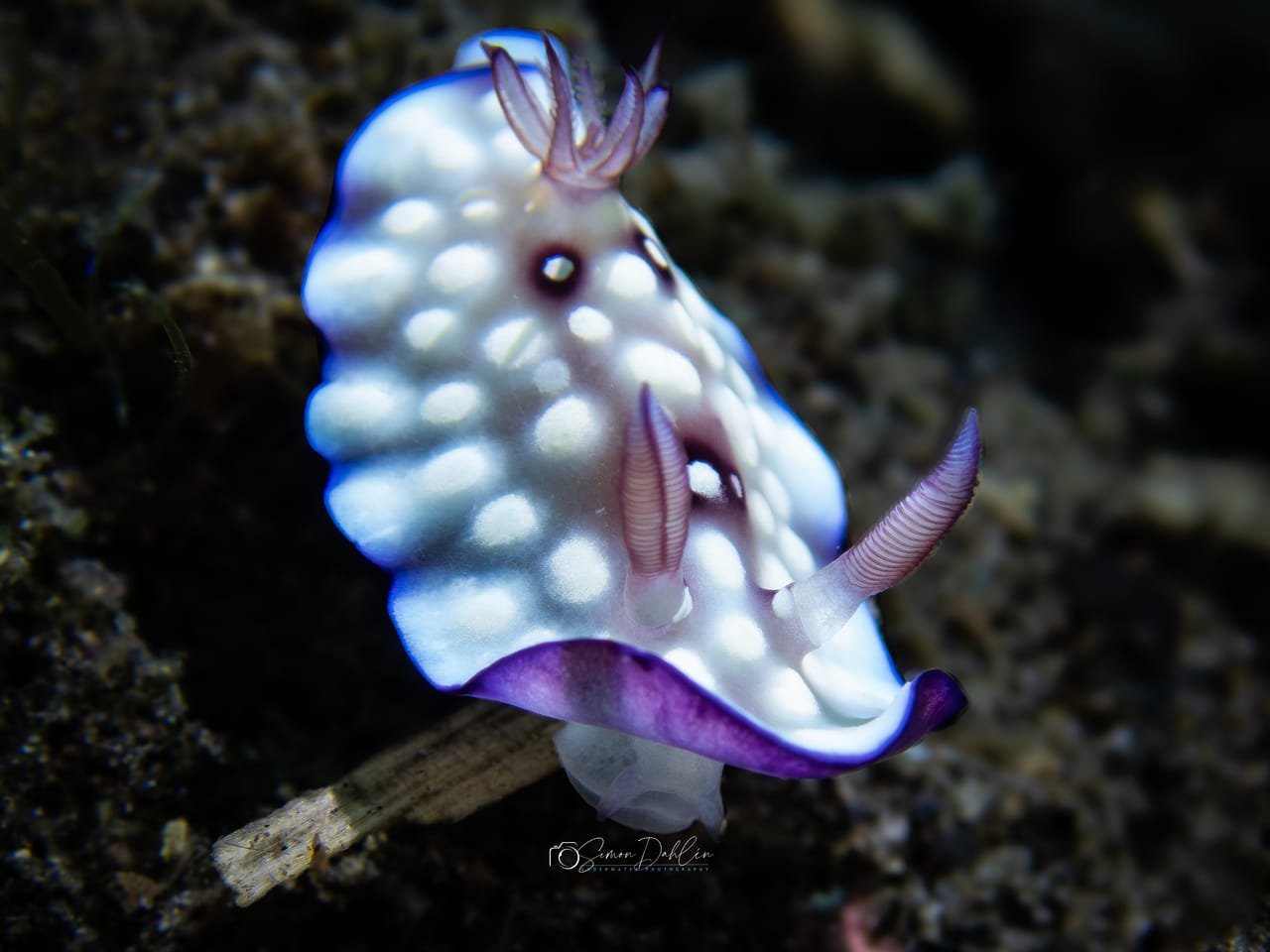 Goniobranchus hintuanensis — Goniobranchus hintuanensis