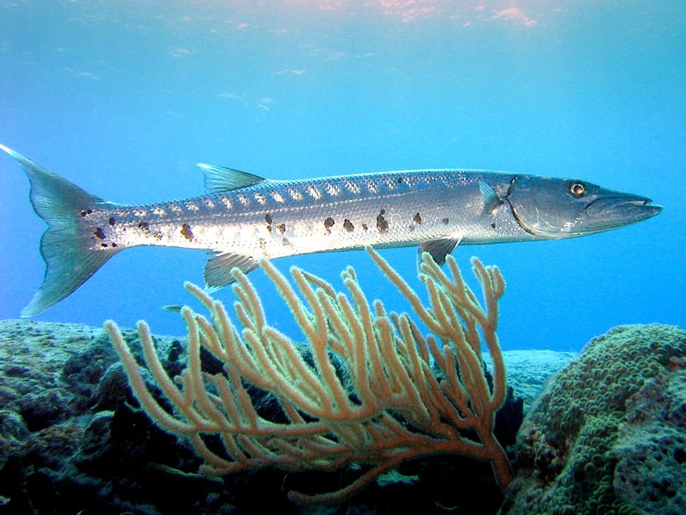 Great Barracuda — Sphyraena barracuda