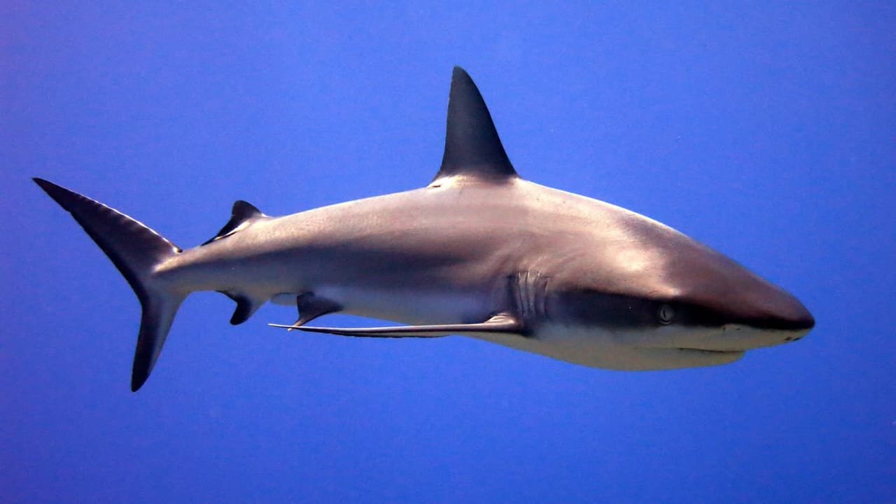 Grey Reef Sharks — Carcharhinus amblyrhynchos