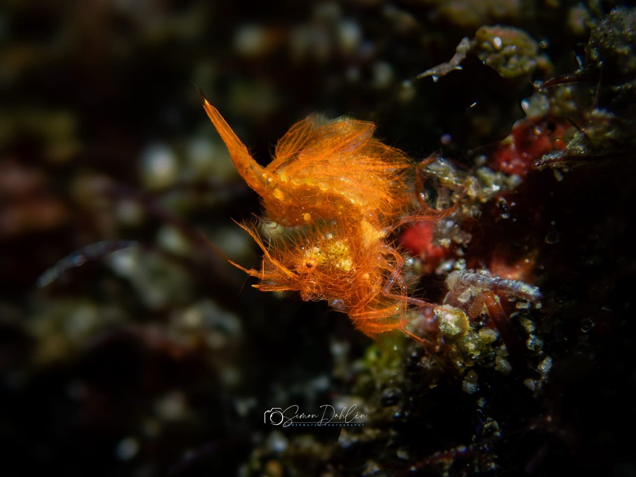 Hairy Shrimp — Phycocaris simulator