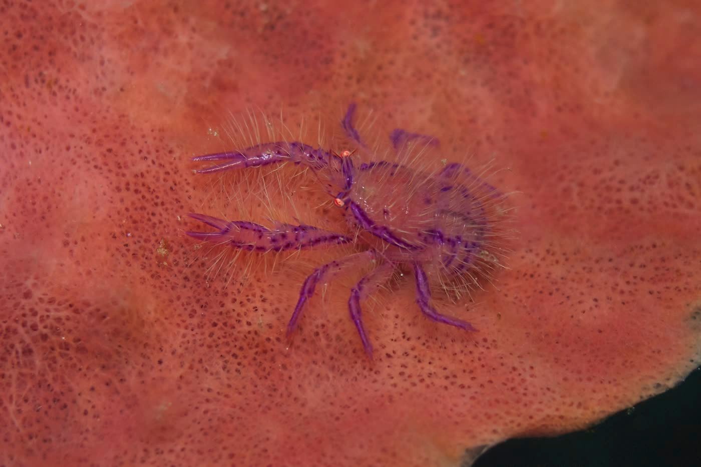 Hairy Squat Lobster — Lauriea siagiani