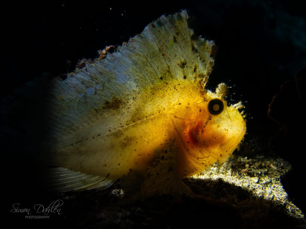 Leaf Scorpionfish — Taenianotus triacanthus