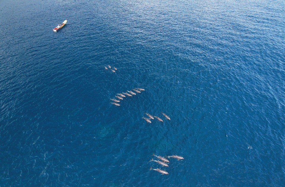 Melon-headed Whales — Peponocephala electra