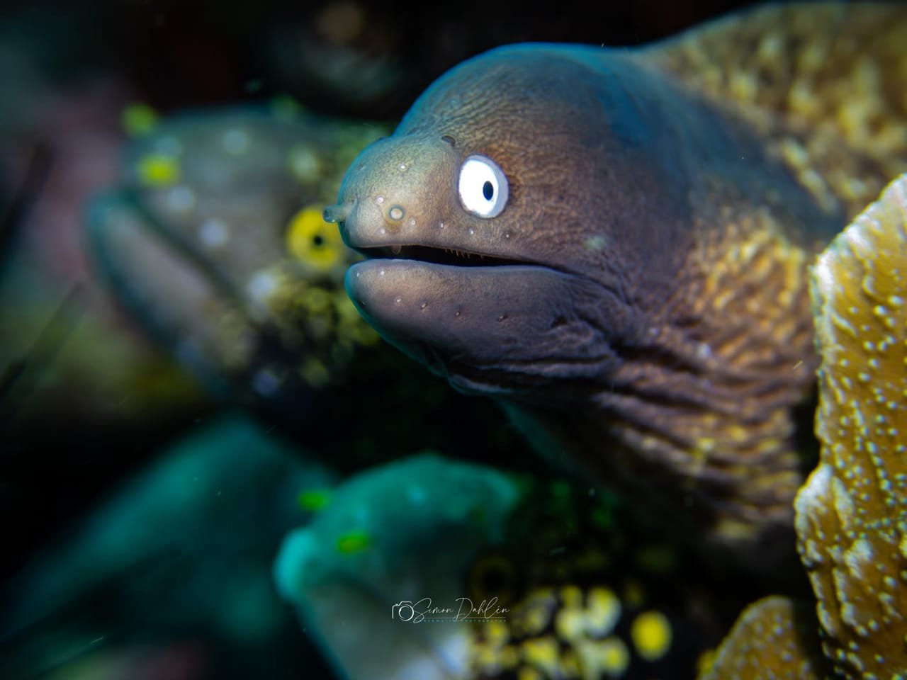 Moray Eels — Muraenidae