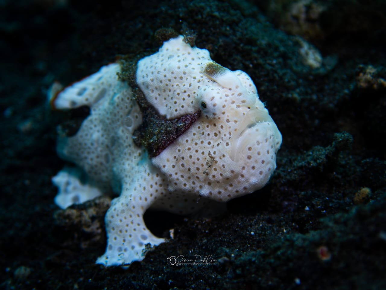 Painted Frogfish — Antennarius pictus