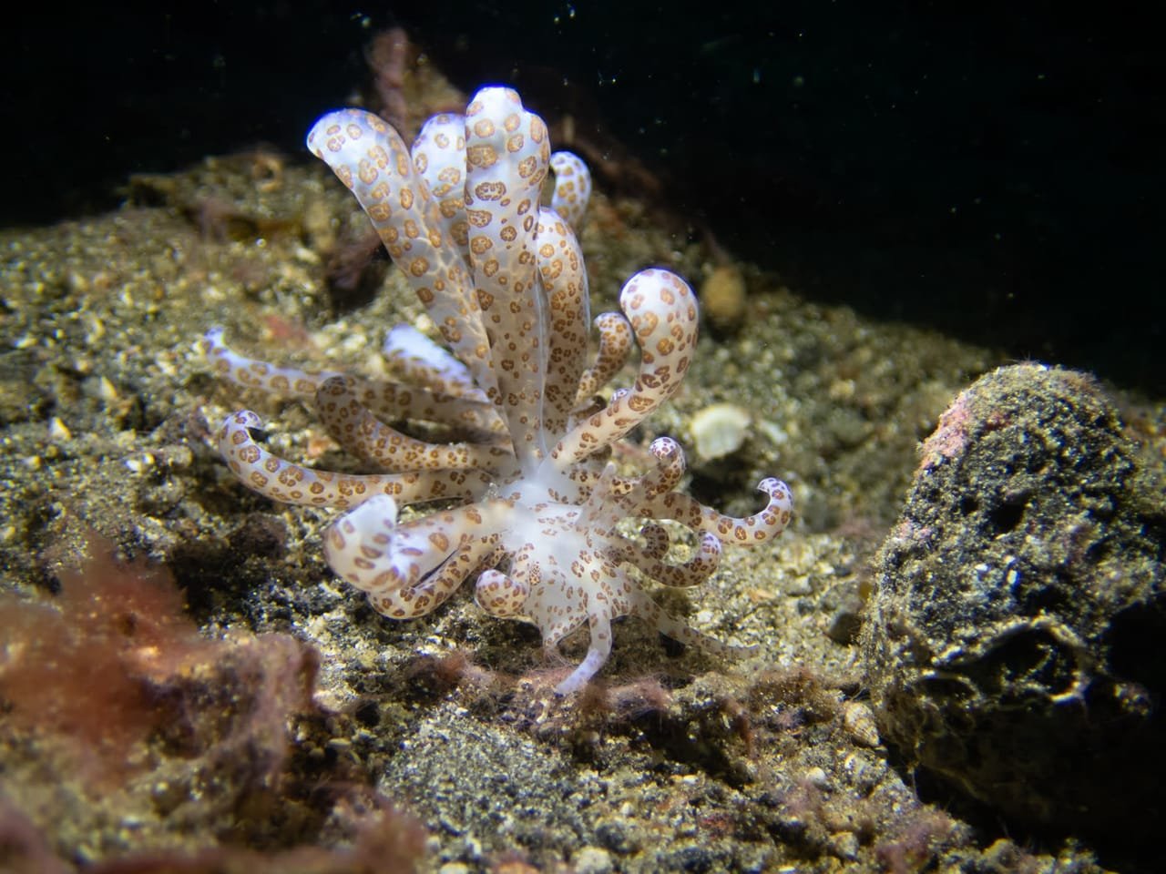 Phyllodesmium longicirrum — Phyllodesmium longicirrum