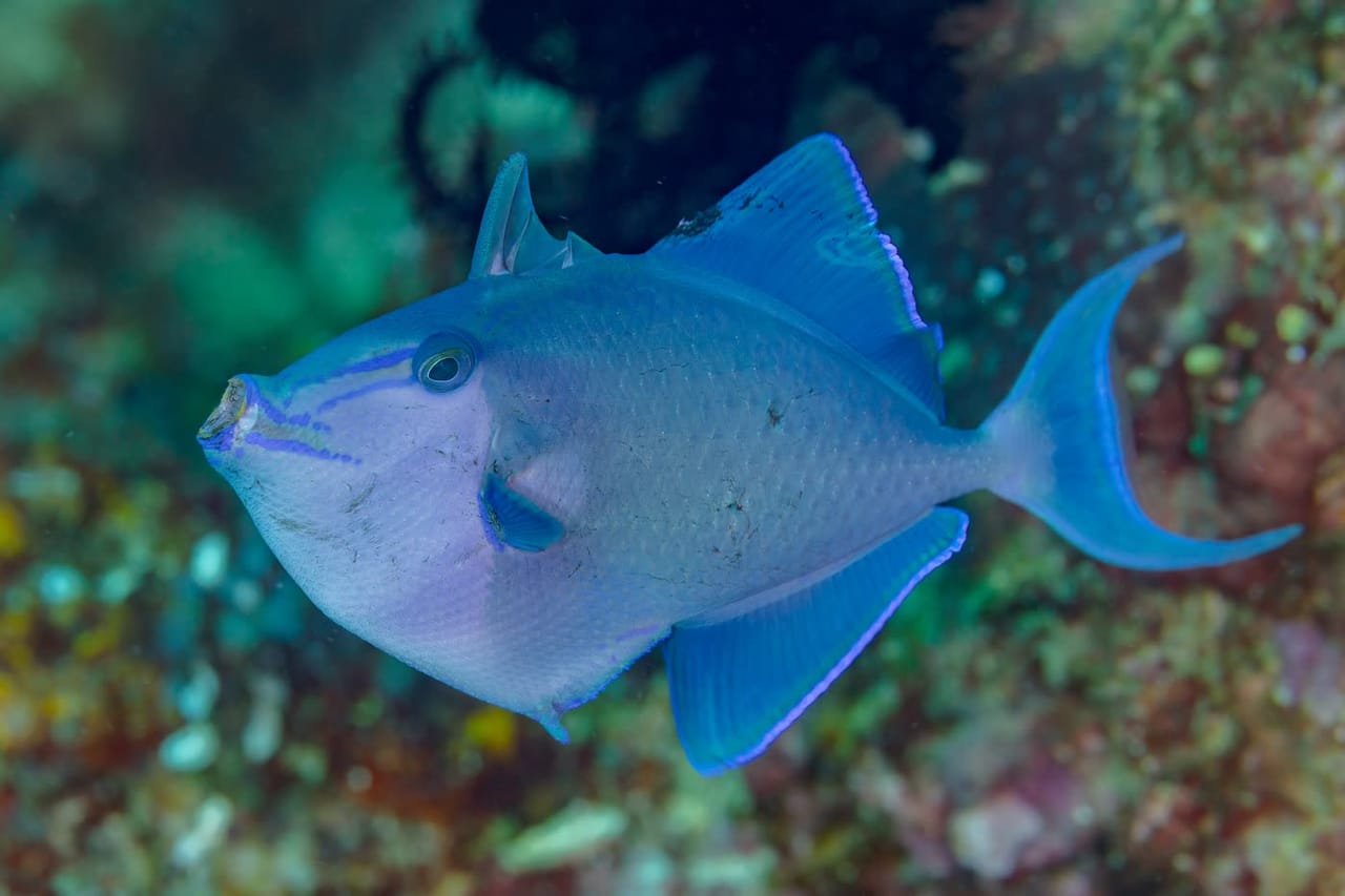 Redtooth Triggerfish — Odonus niger