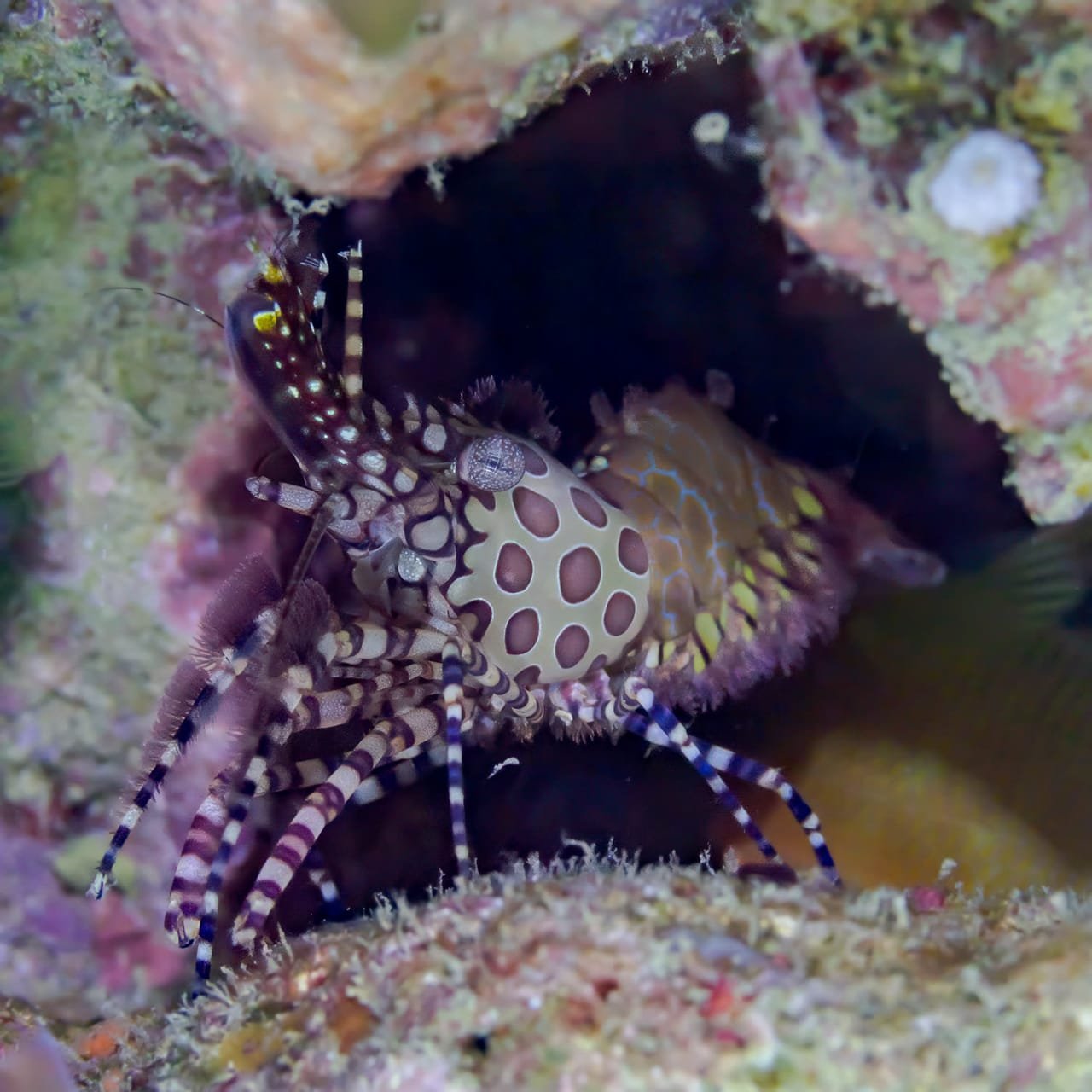 Saron Shrimp — Saron marmoratus