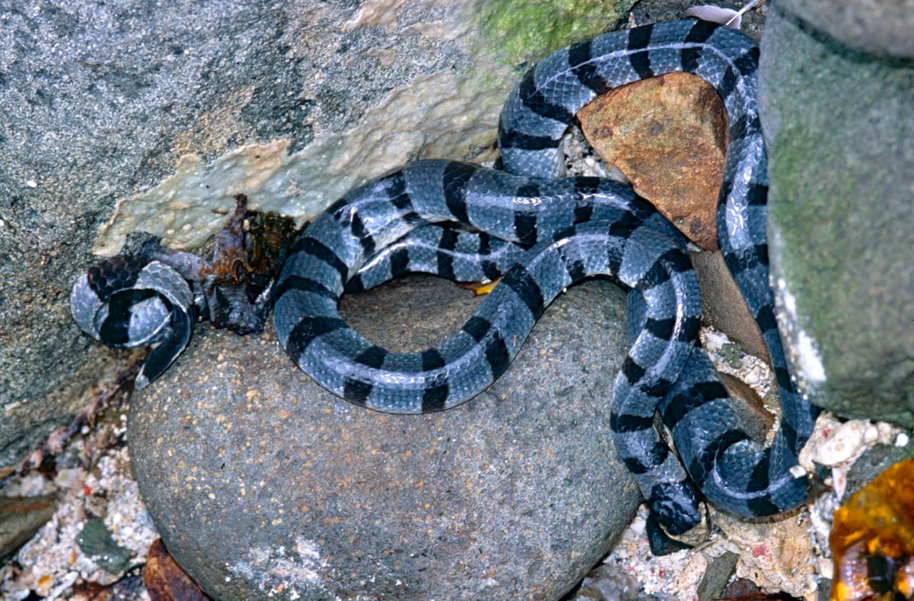 Sea Snakes — Laticauda colubrina & Hydrophis spp.