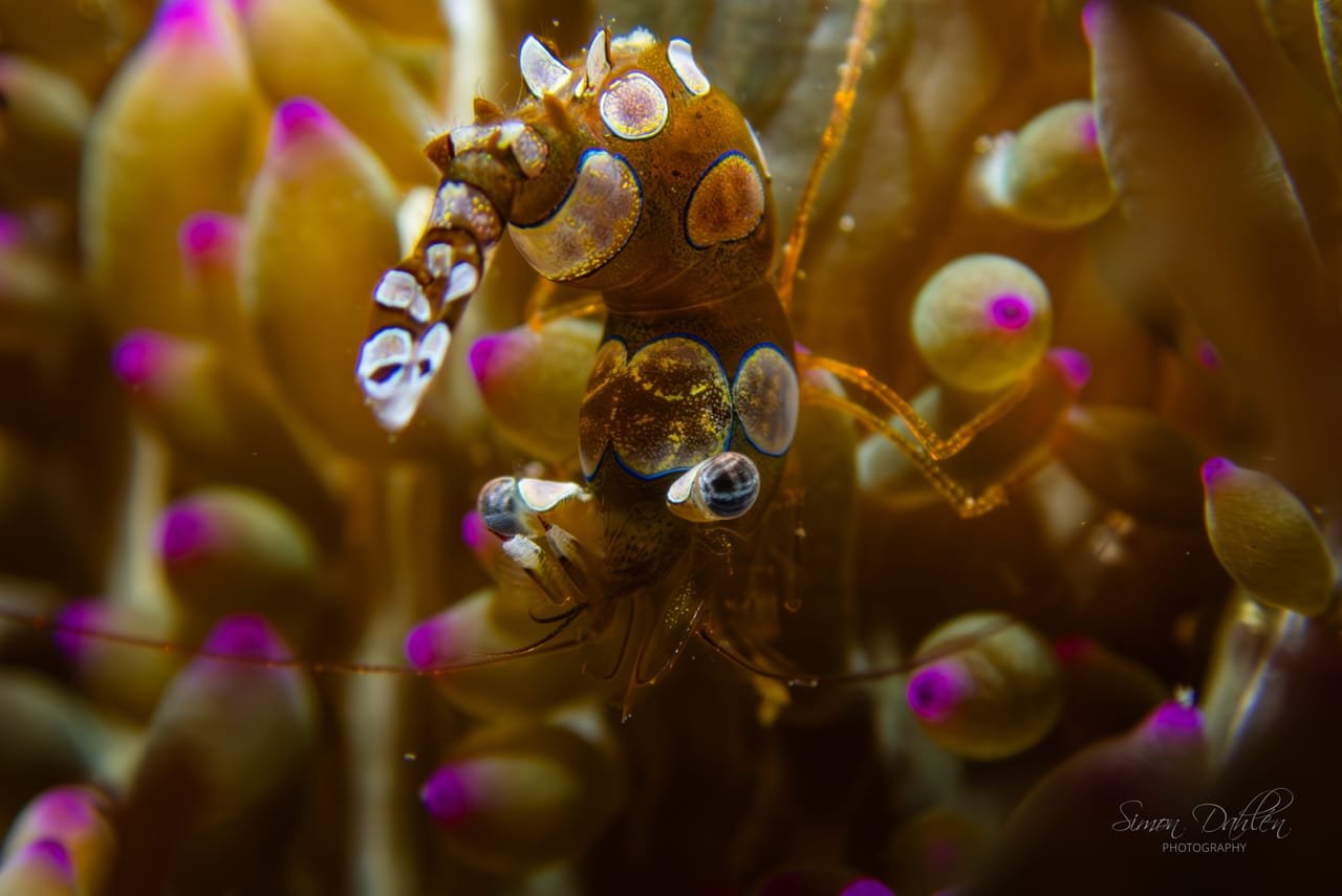 Sexy Shrimp — Thor amboinensis