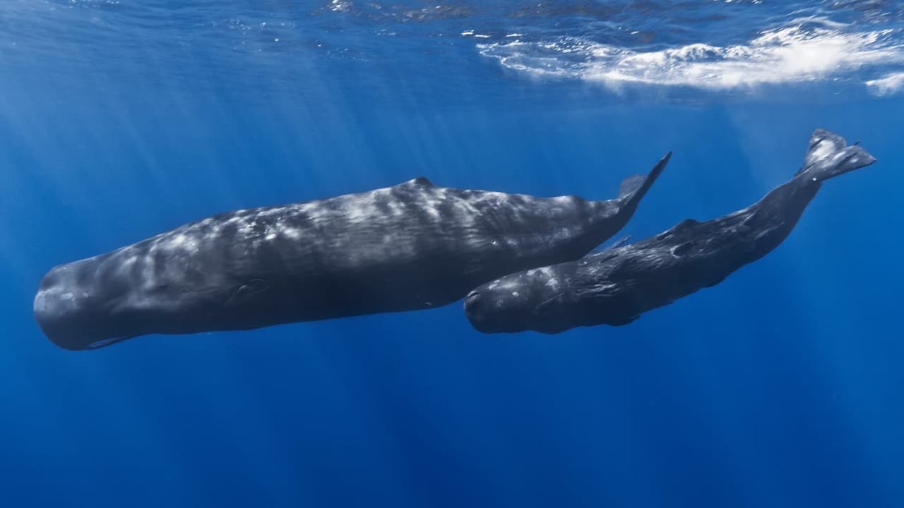 Sperm Whales — Physeter macrocephalus
