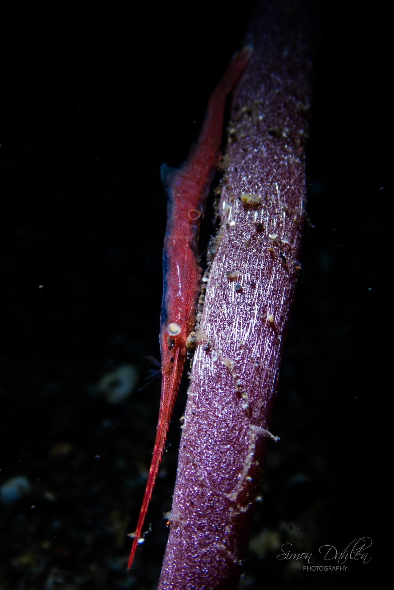 Ocellate Tozeuma Shrimp — Tozeuma armatum