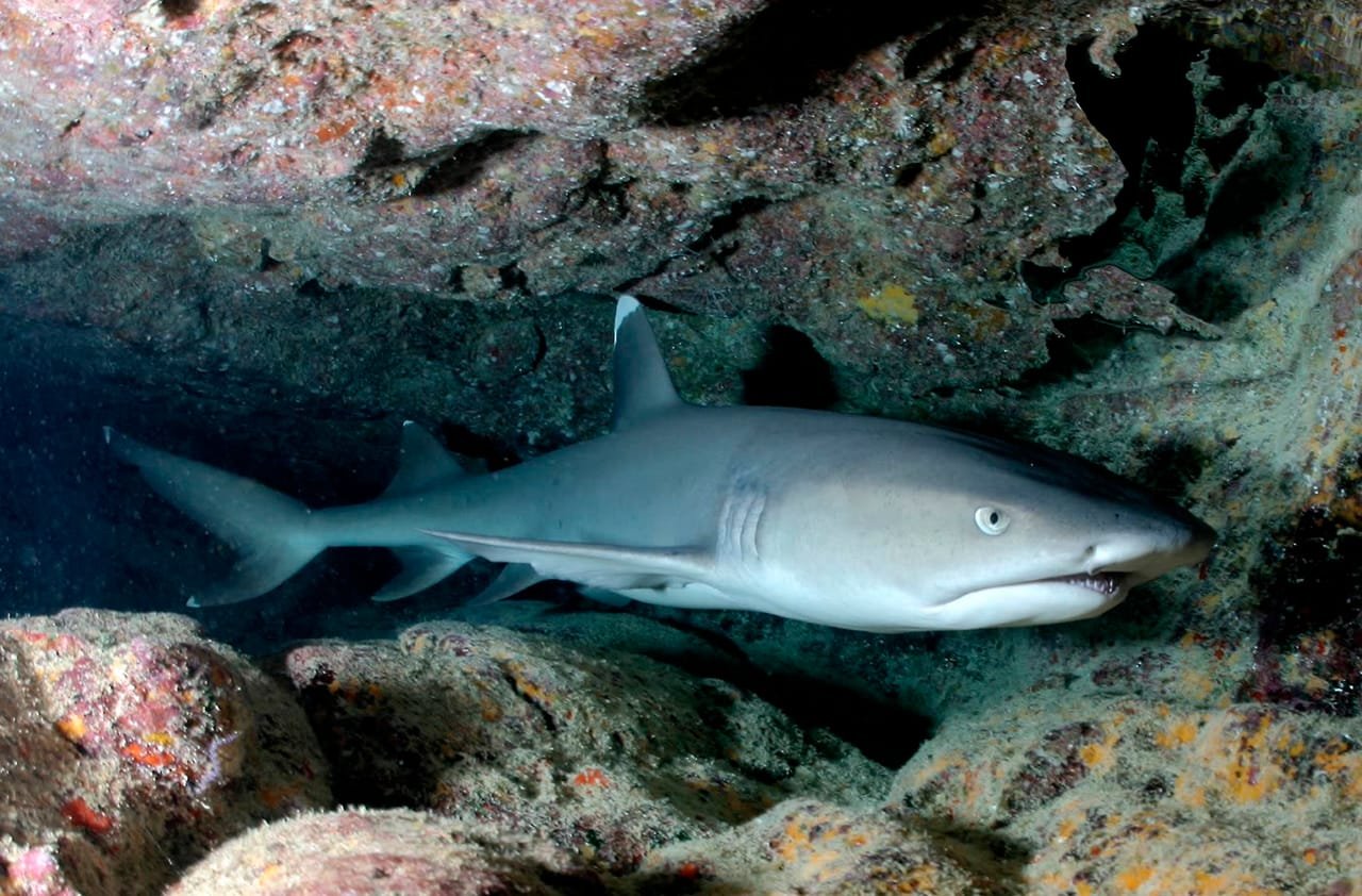 White-tip Reef Sharks — Triaenodon obesus