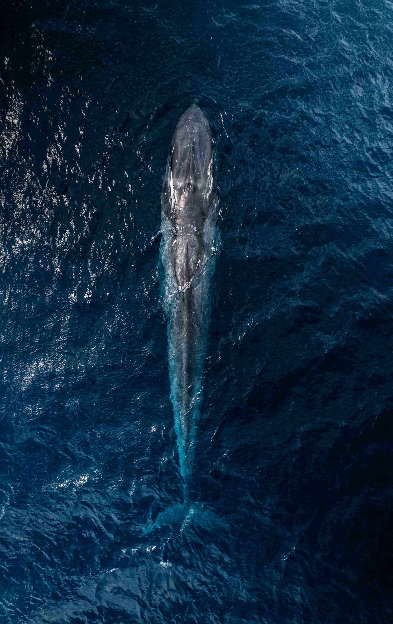 Blue Whales (Balaenoptera musculus) — marine life of Alor