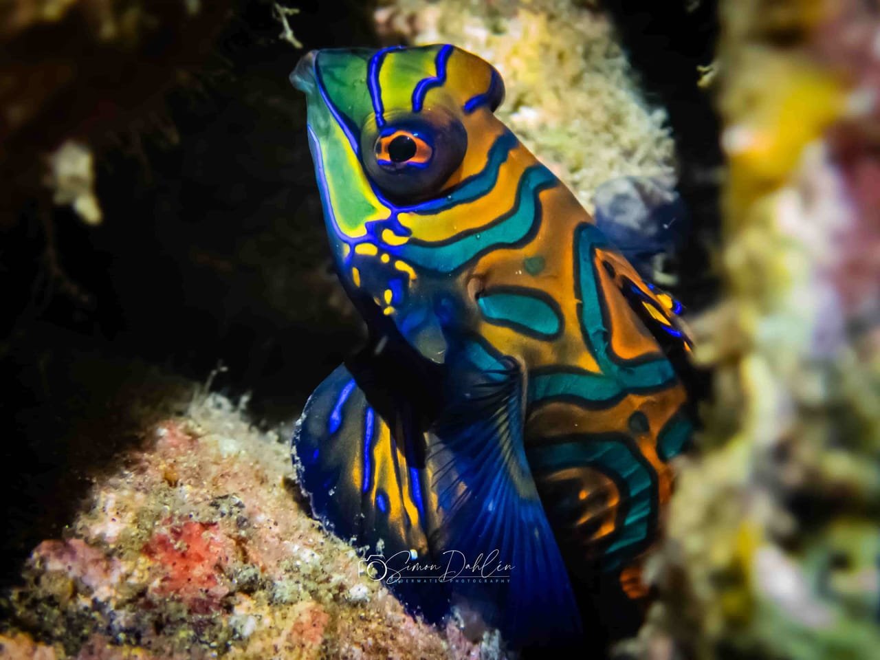 Mandarinfish (Synchiropus splendidus) — marine life of Alor
