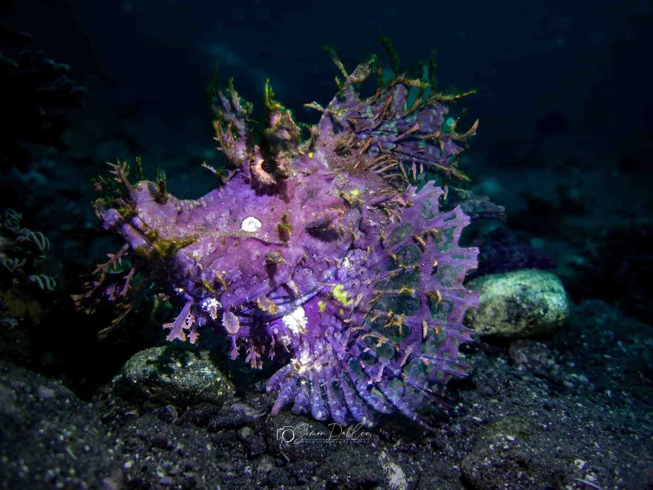 Rhinopias (Rhinopias frondosa & R. eschmeyeri) — marine life of Alor