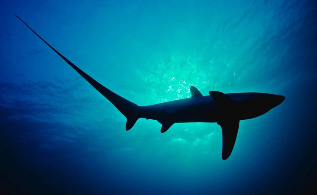 Pelagic Thresher Sharks (Alopias pelagicus) — marine life of Alor