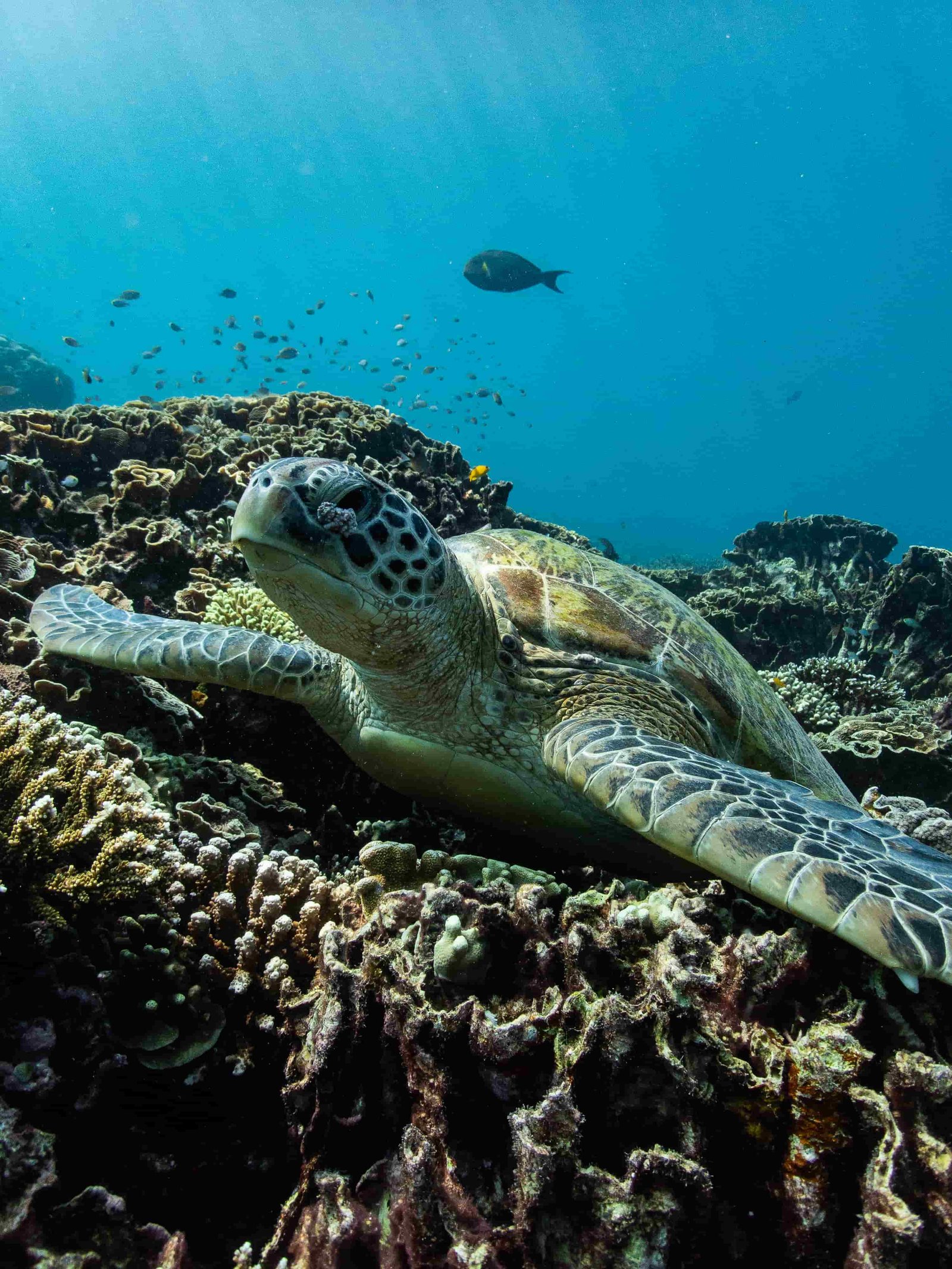 Green sea turtle resting on the hard coral of the house reef